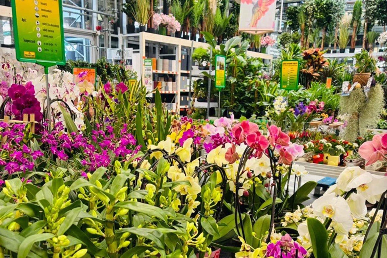 Secție de flori cu diverse plante în ghiveci și orhidee înflorite în centrul de grădină Hornbach.