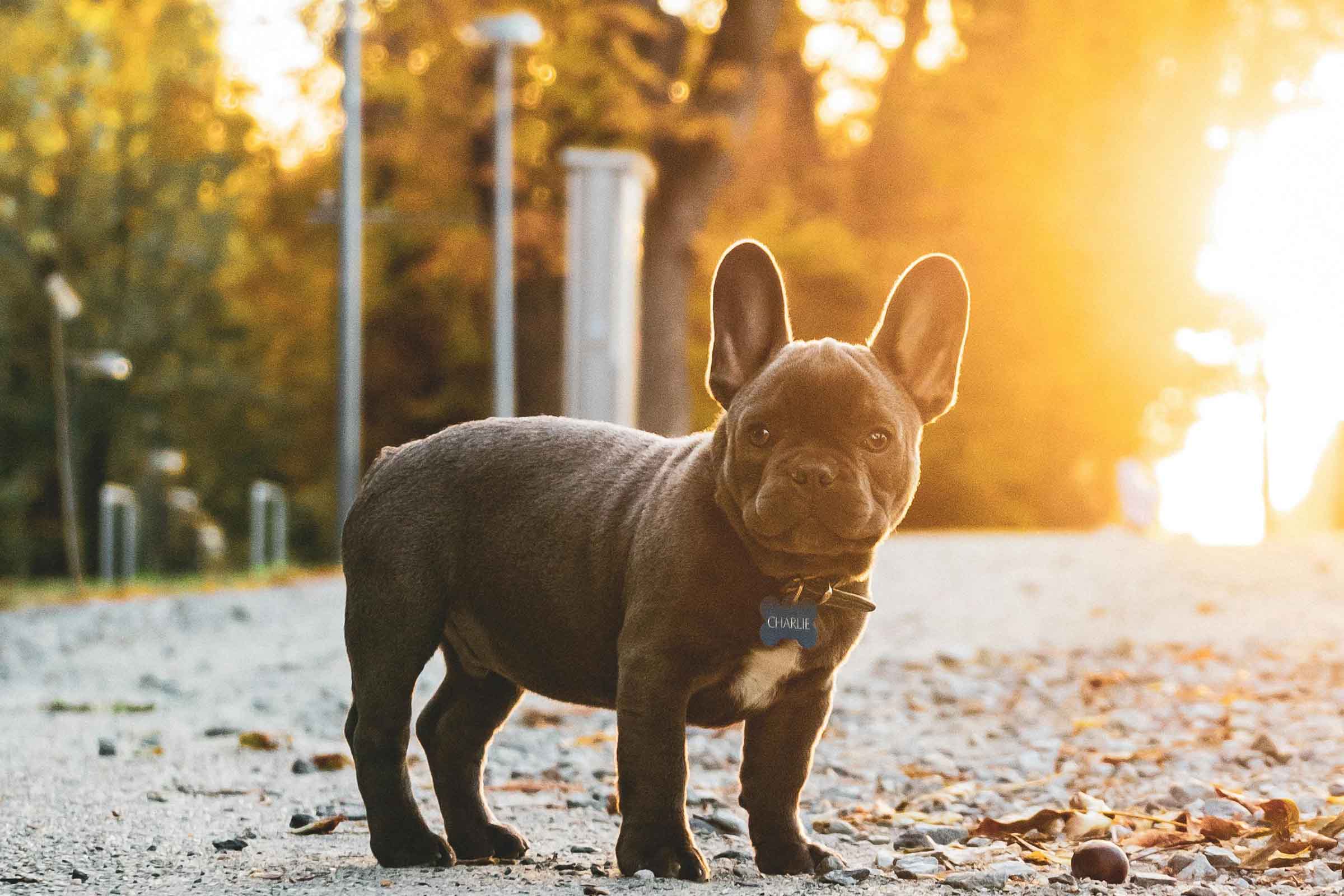 Buldog francez cu zgardă și plăcuță de identificare afară