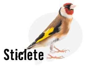 Sticlete pasăre