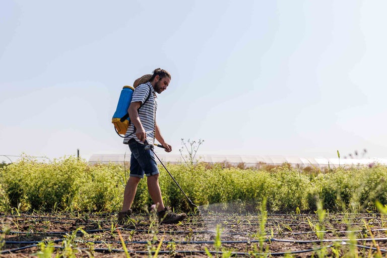 Un bărbat pulverizează cu un pulverizator pe spate pe un câmp.