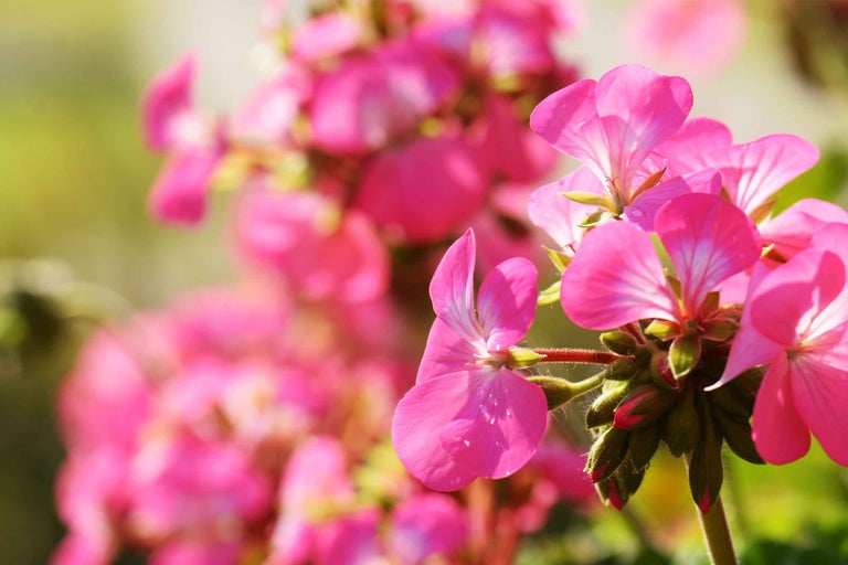 Plan apropiat cu o mușcată roz în grădină.