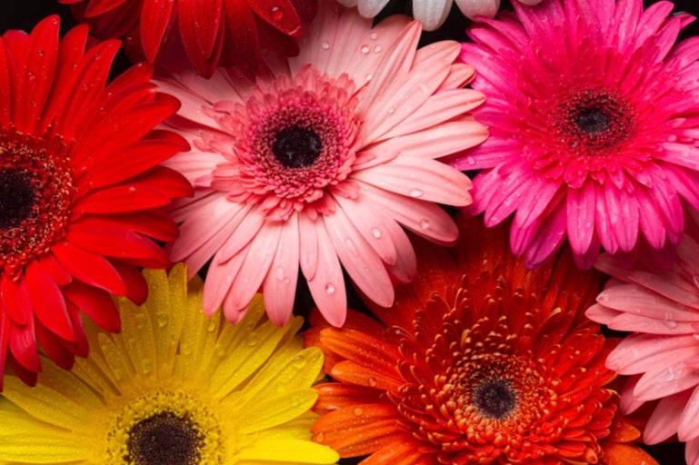 Prim-plan cu flori gerbera