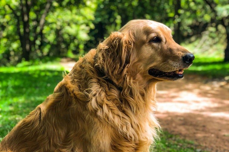 Golden Retriever afară