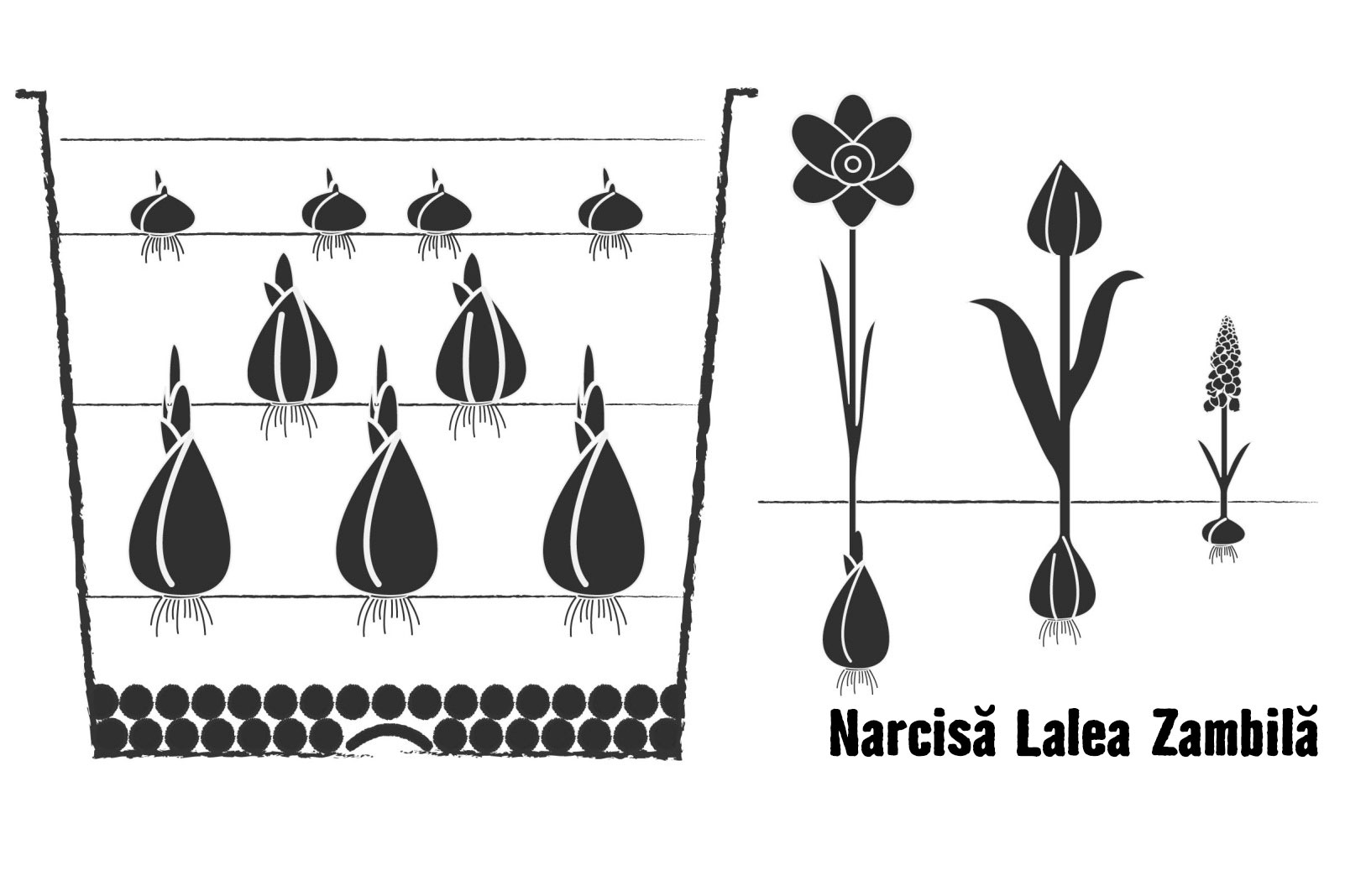 Ilustrație cu plantarea narciselor, lalelelor și zambilelor în ghivece