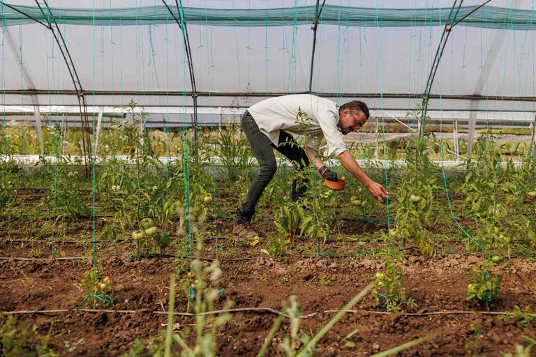 Bărbat culegând roșii într-o seră