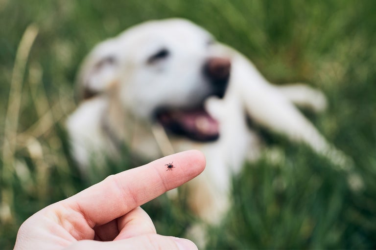 Căpușă pe deget, cu un câine în iarbă în fundal