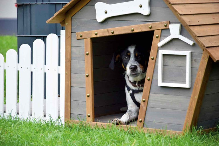Câine în casă de lemn cu ornament de os