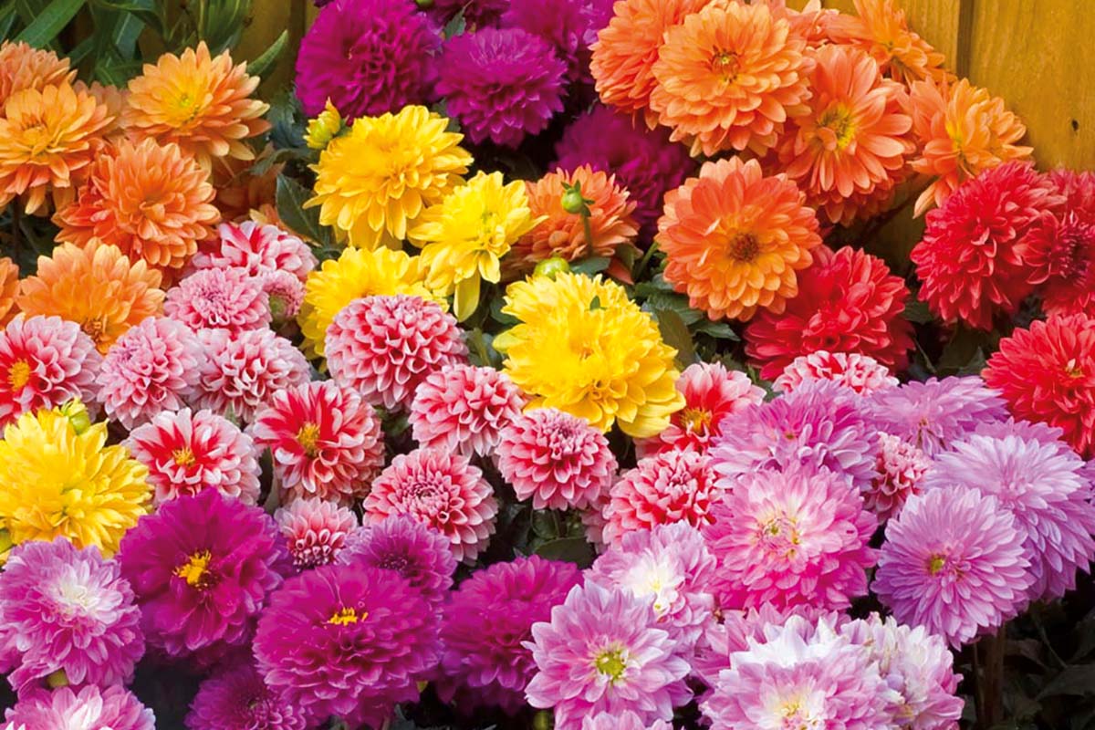 Prim-plan cu diverse flori de dalie.