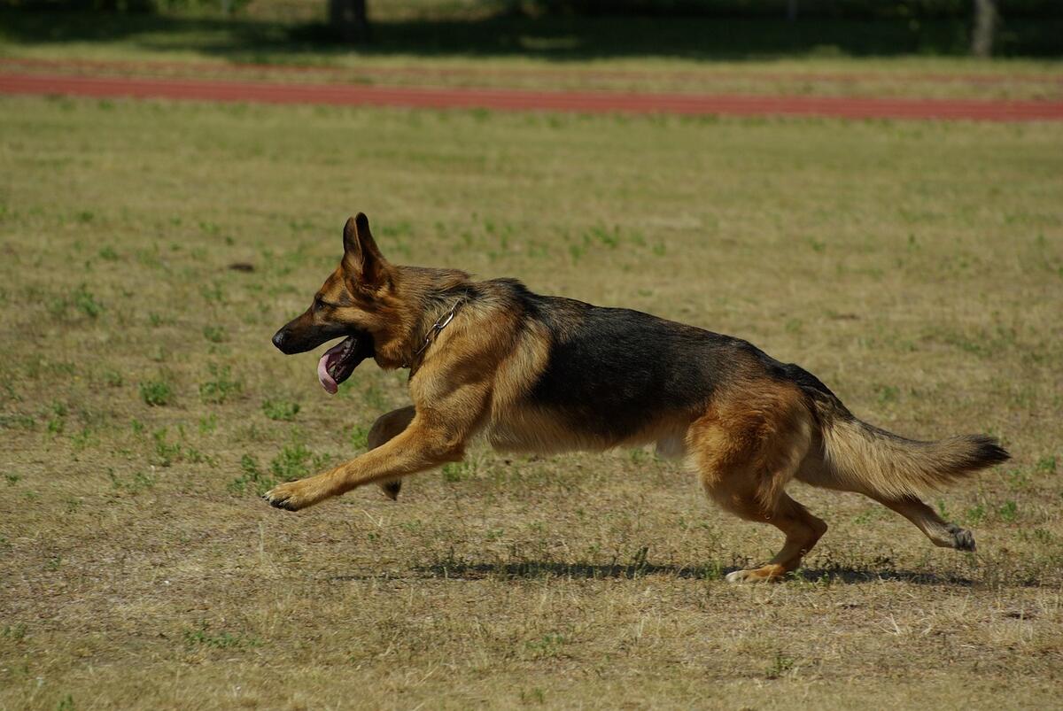 Câine ciobănesc german alergând pe un câmp