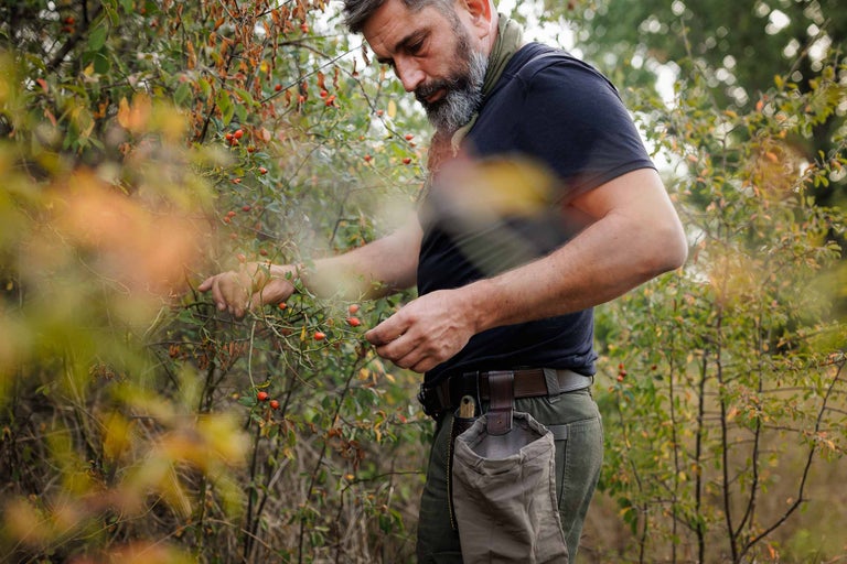 Bărbat culegând măceșe în natură