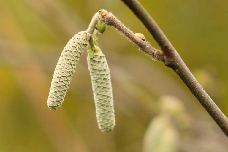 Prim-plan cu inflorescențe de alun pe o ramură