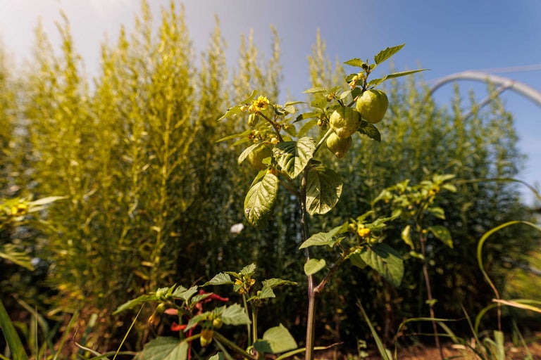 Fotografie cu o Physalis peruviană în grădină.
