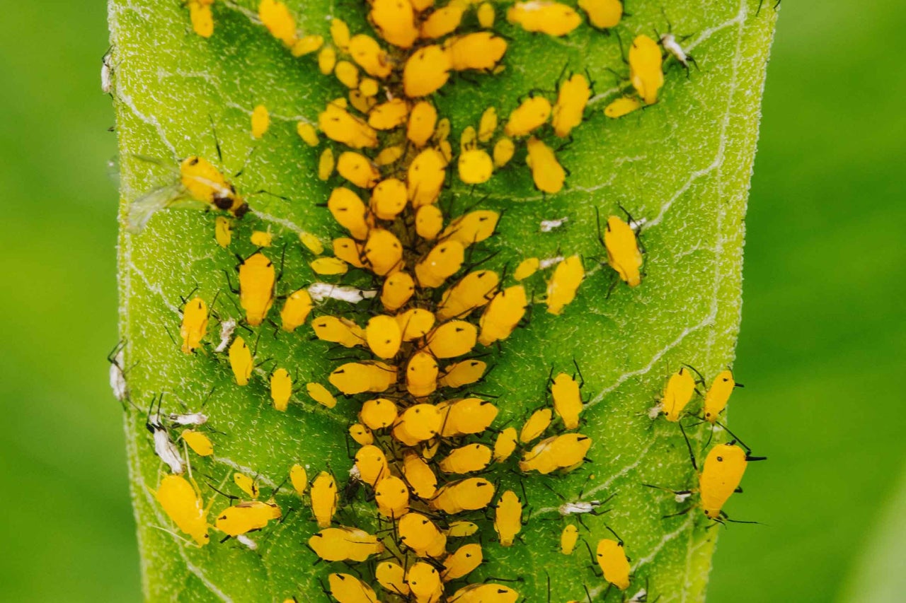 Prim-plan cu afide galbene pe o frunză verde.