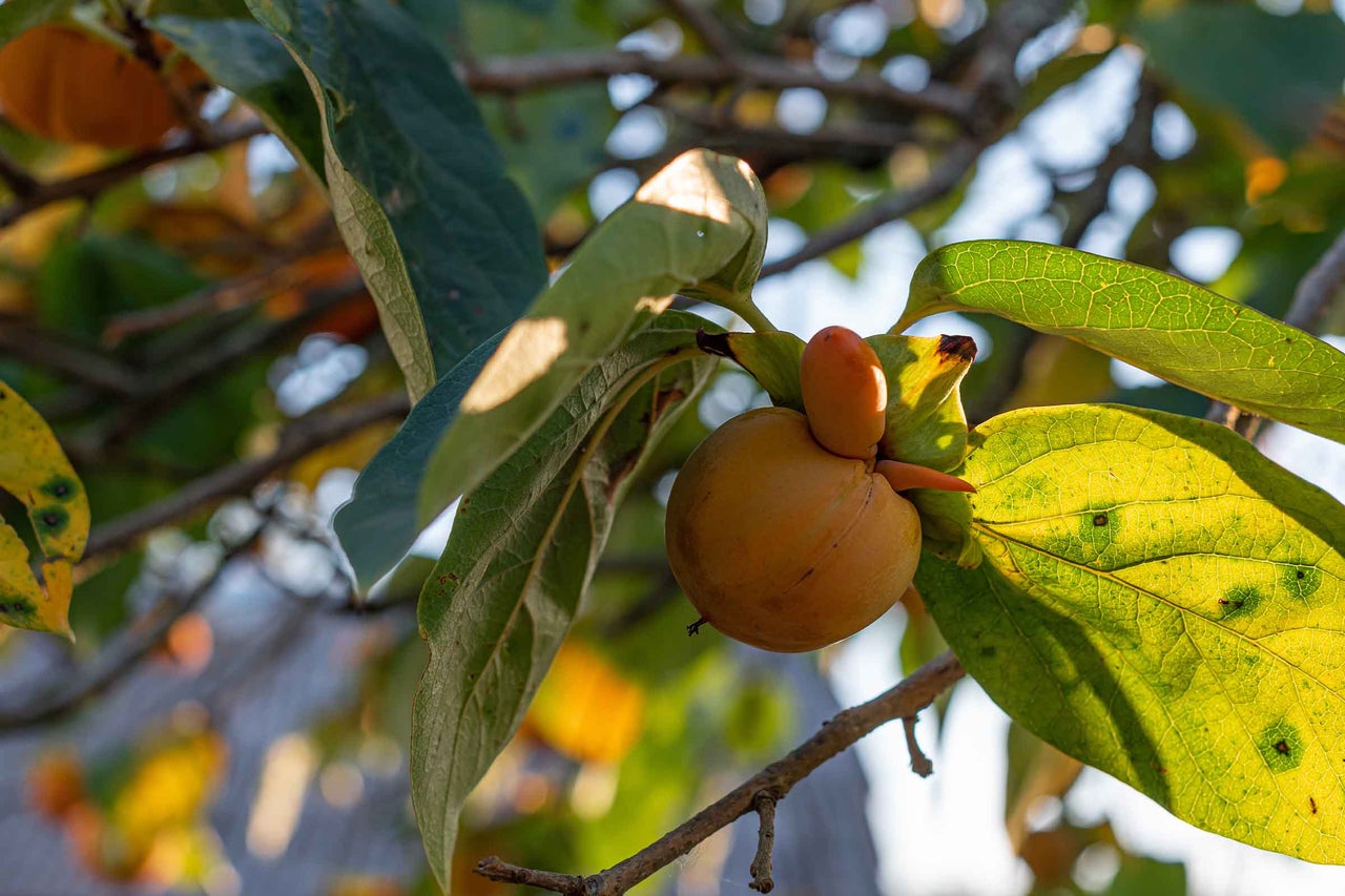 Prim-plan cu un fruct kaki în copac