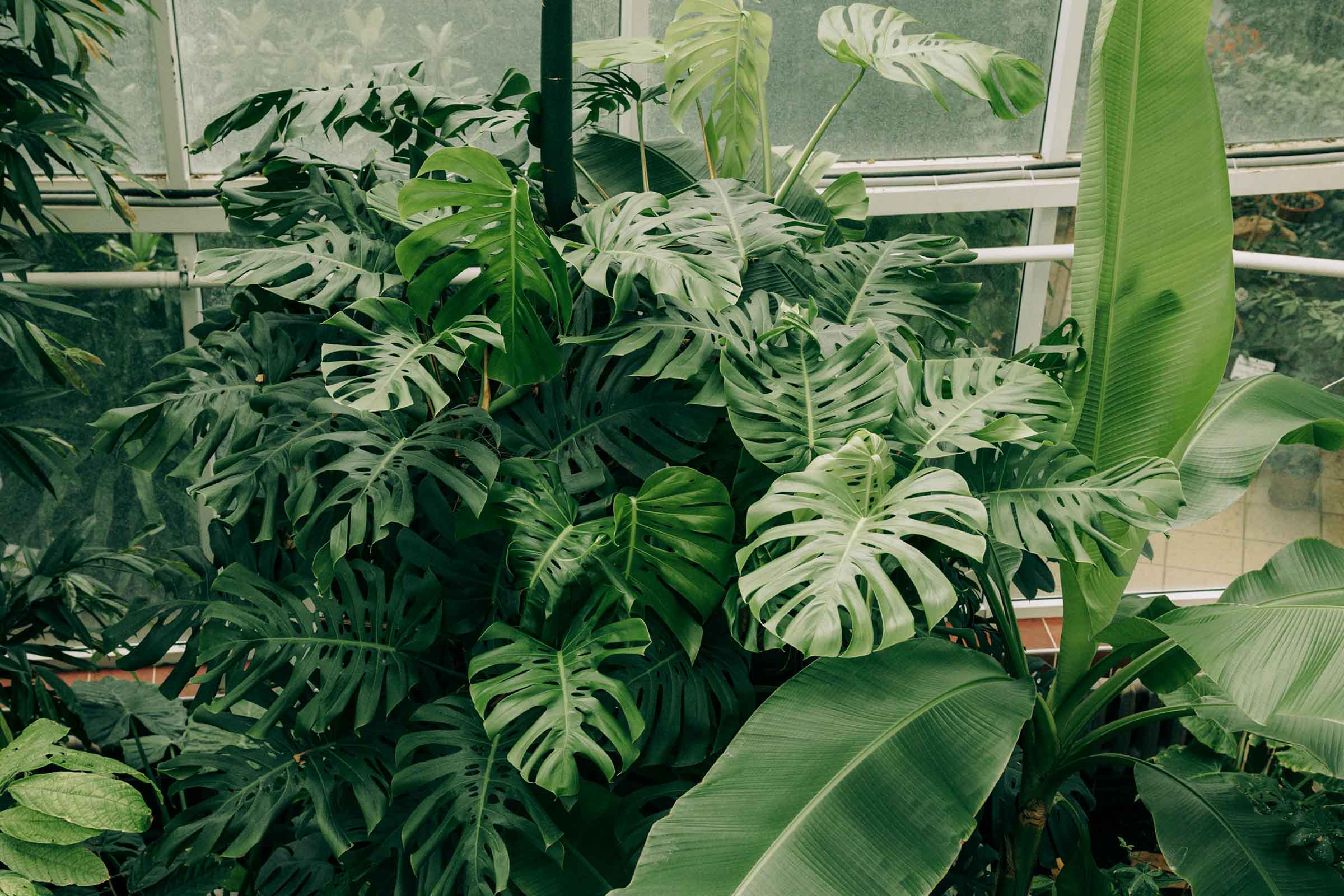Plante de interior luxuriante, cum ar fi Monstera și bananieri într-o seră.