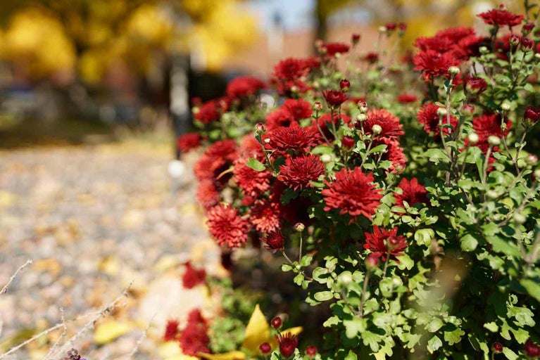 Prim-plan cu steri roșii de toamnă în grădină.