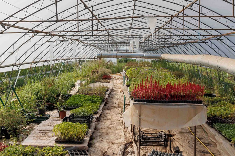 Interiorul unei sere cu plante și culturi