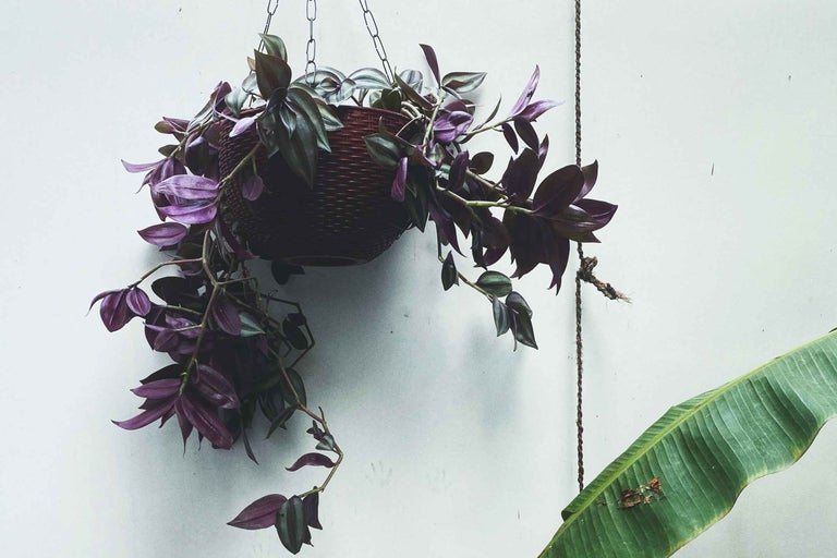 Tradescantia: Ghidul dumneavoastră complet pentru îngrijire (Zebrina, Purpurea, Pallida și altele)