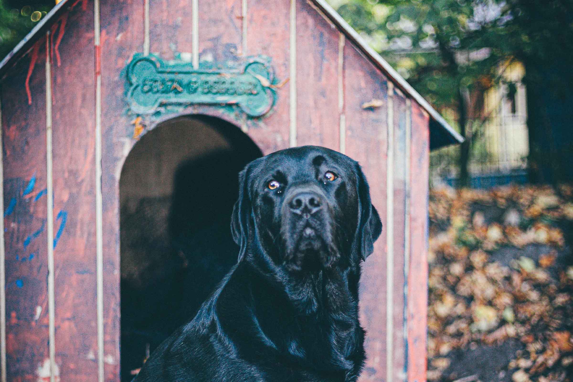 Labrador negru în fața unei cuști de câine
