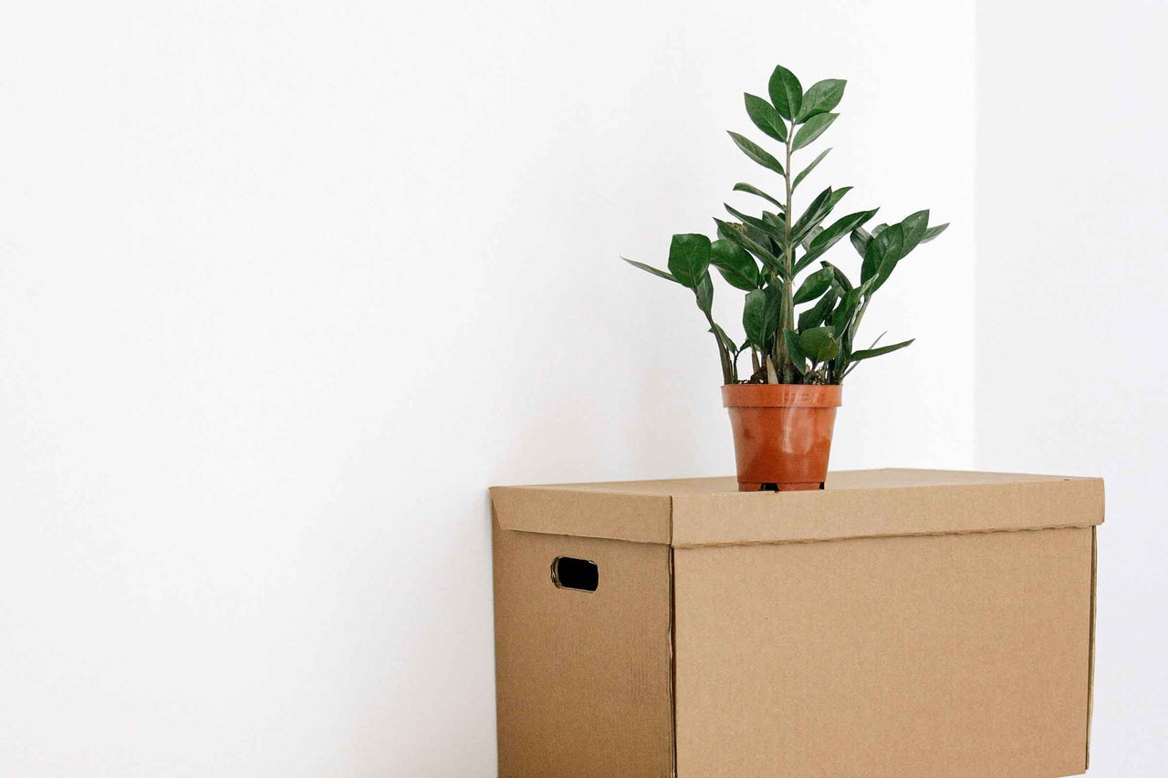 Zamioculcas în ghiveci pe o cutie de carton