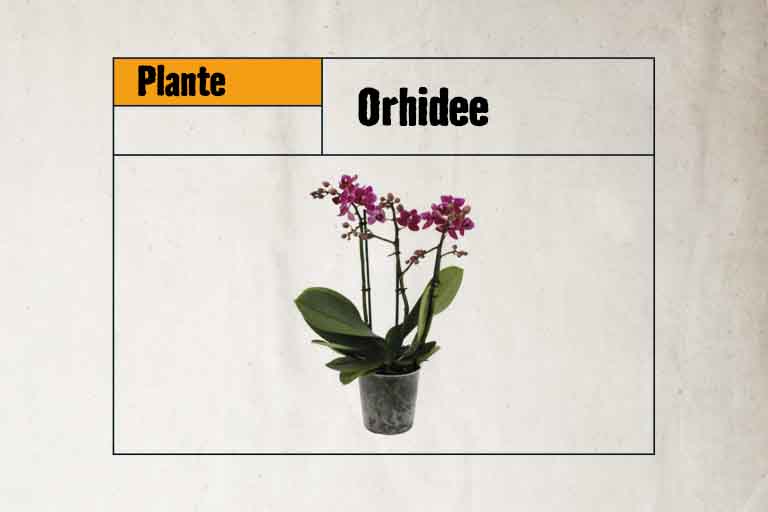 Orhidee în ghiveci cu flori purpurii