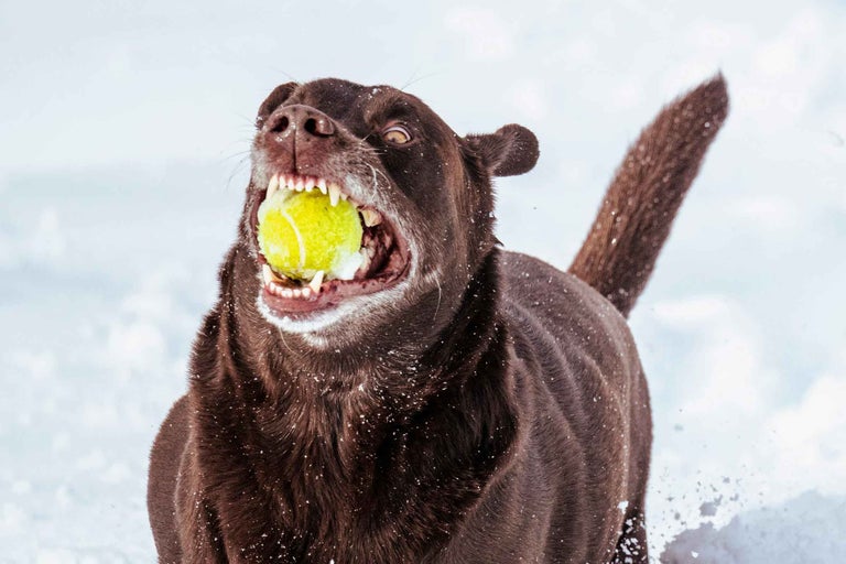 Cum îngrijim câinii în perioada rece