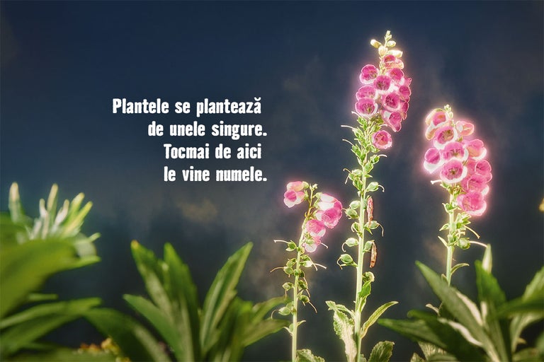 Scenă cu flori de degețel și textul Plantele se plantează de unele singure. Tocmai de aici le vine numele.
