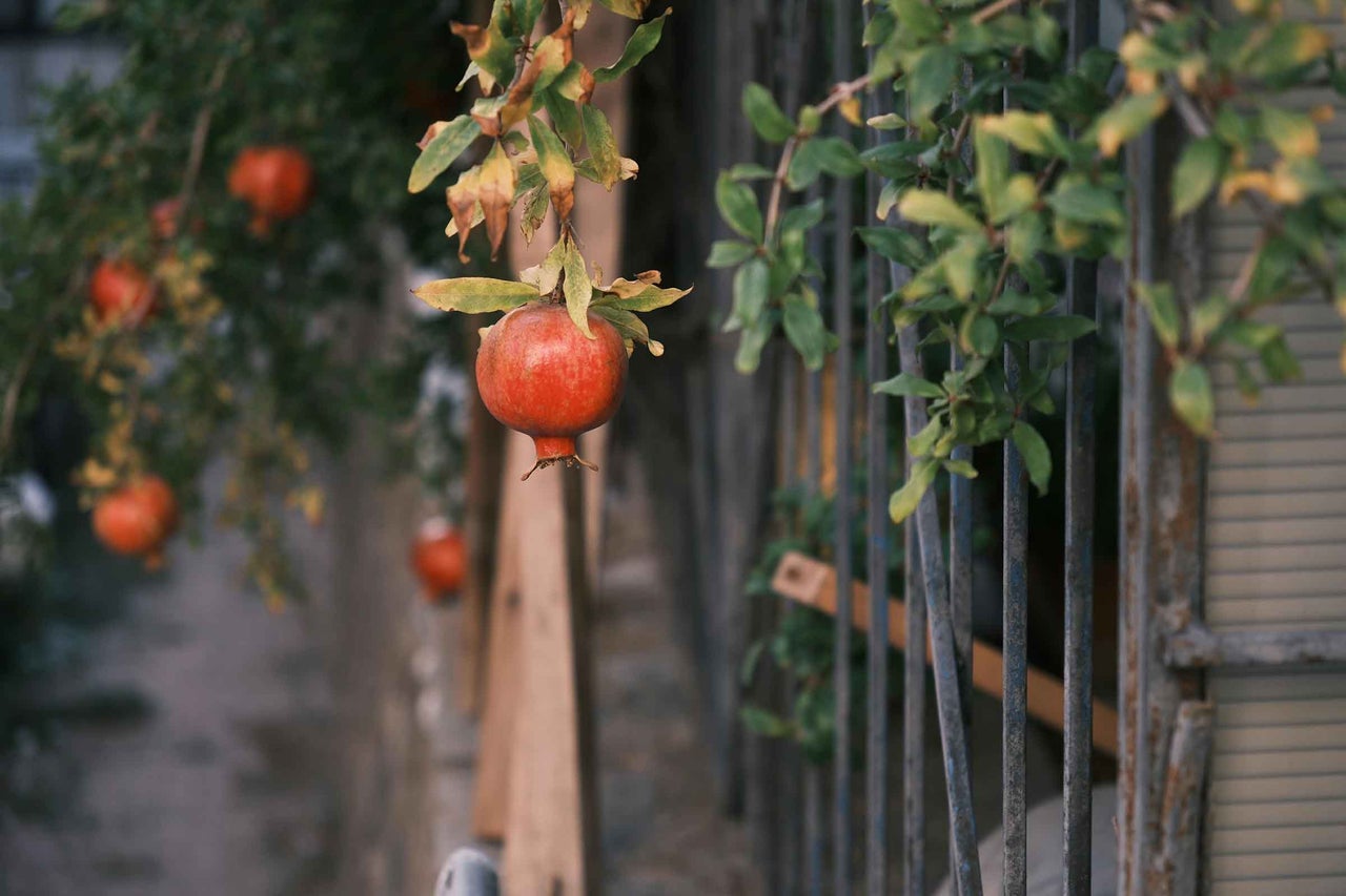 Prim-plan cu rodii într-un pom în fața unui gard