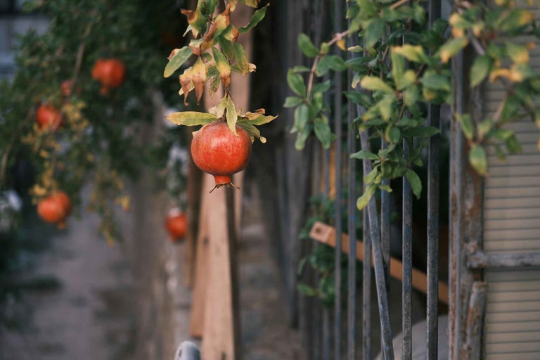 Prim-plan cu rodii într-un pom în fața unui gard