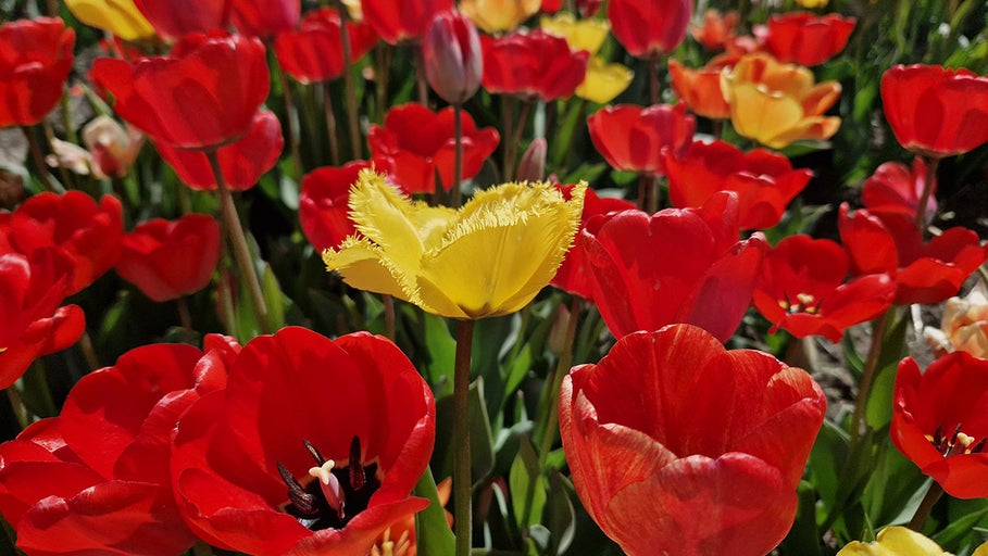 Câmp cu lalele roșii și galbene