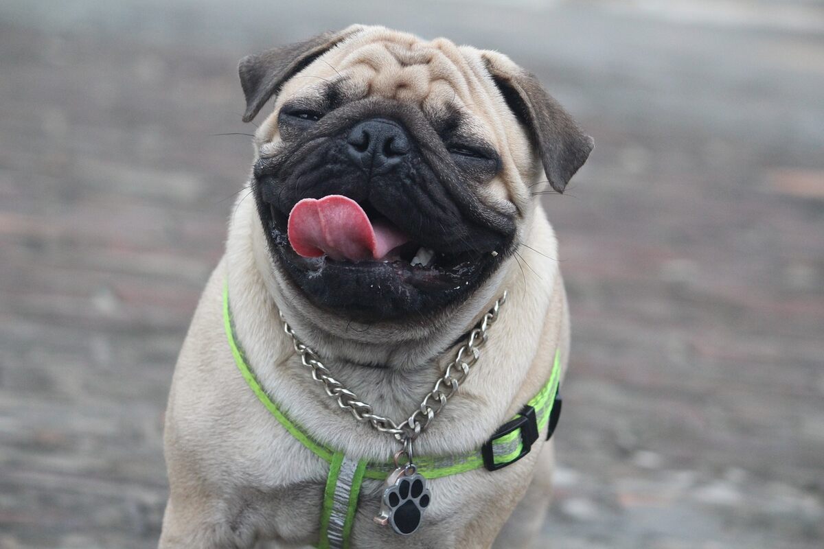 Mops cu ham pentru câini și colier