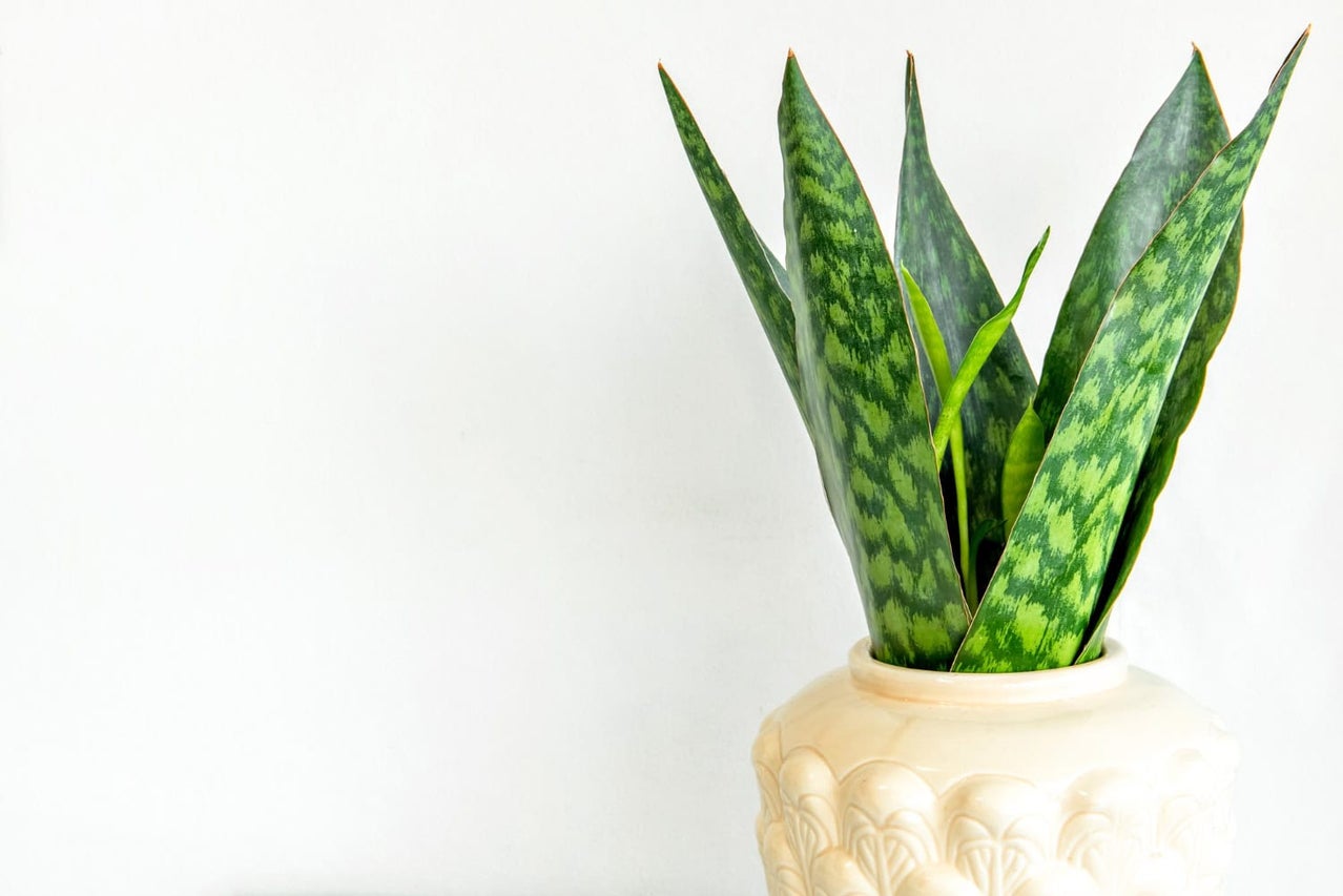 Plantă Sansevieria în ghiveci