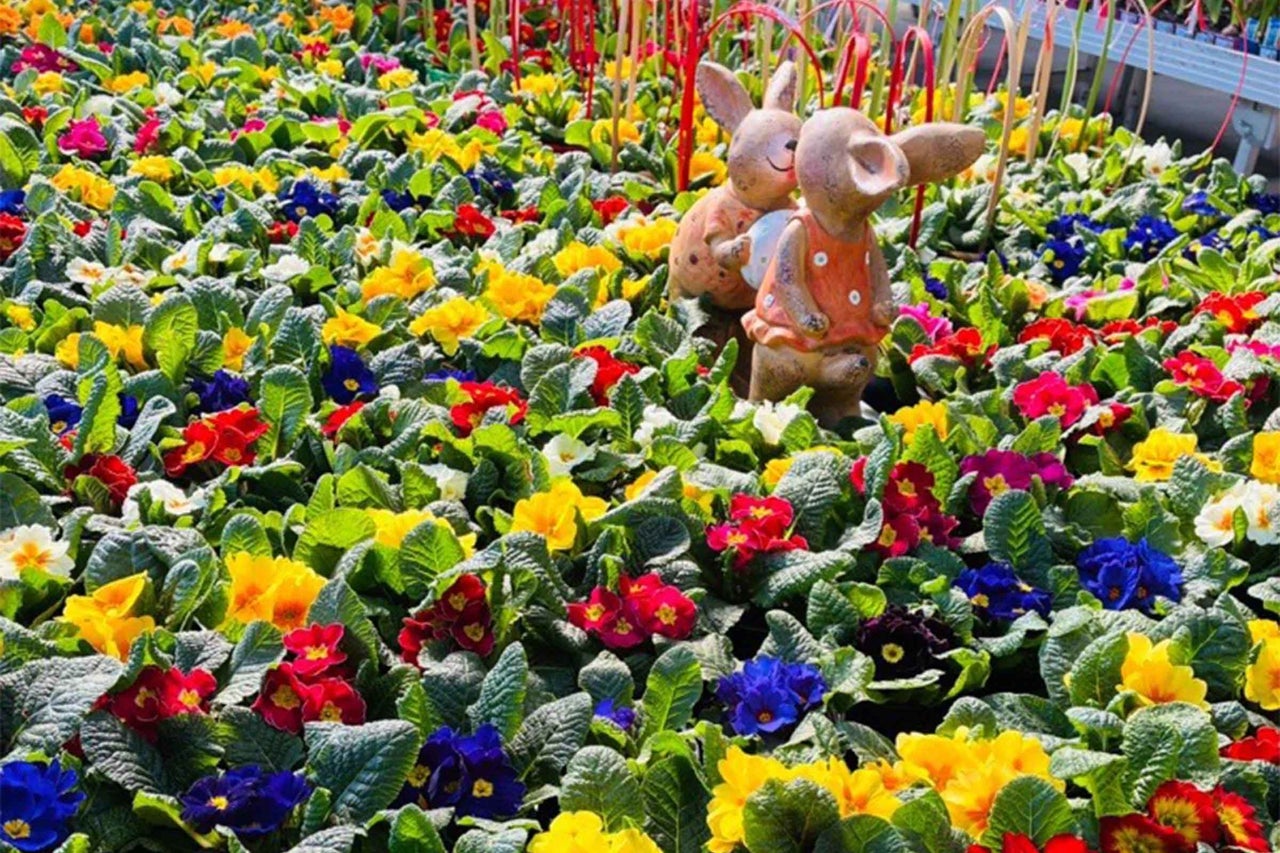 Câmp cu flori de primule și figurine decorative