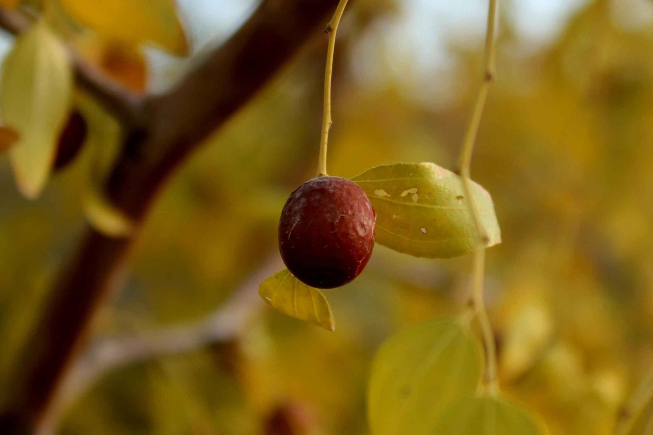 Fructul arborelui Jujube pe ramură cu frunze