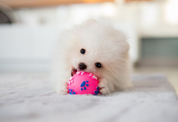 Un Spitz pitic alb se joacă cu o minge roz pe un covor.