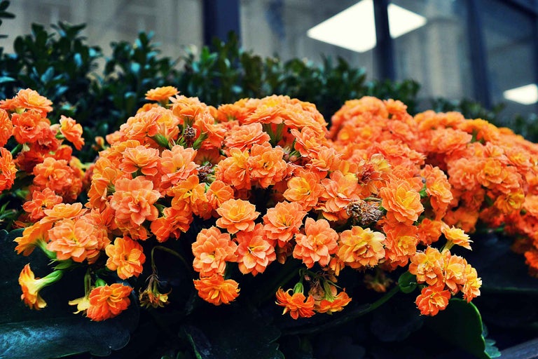 Prim-plan cu flori de Kalanchoe