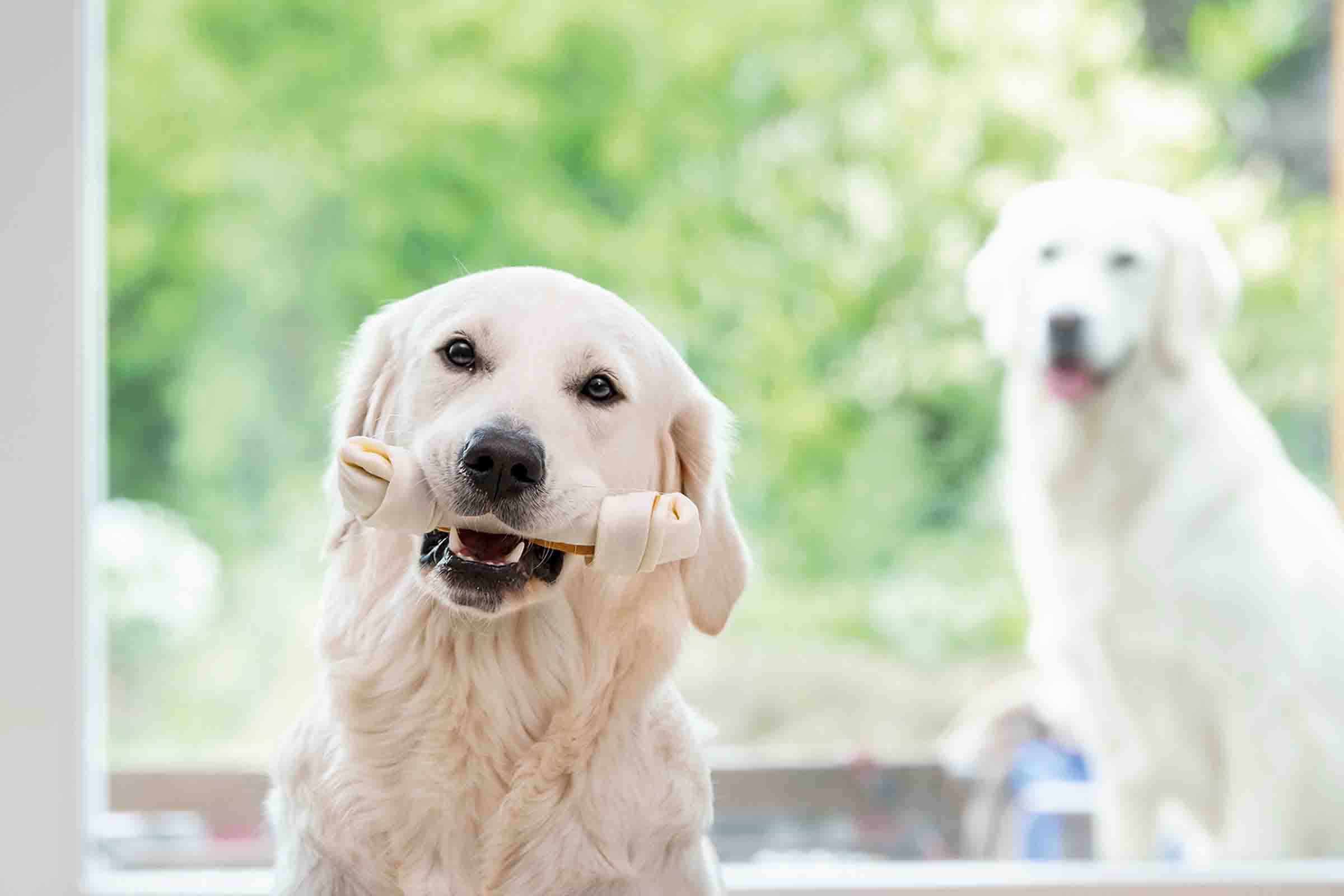 Golden Retriever ține o gustare de mestecat în formă de os în gură