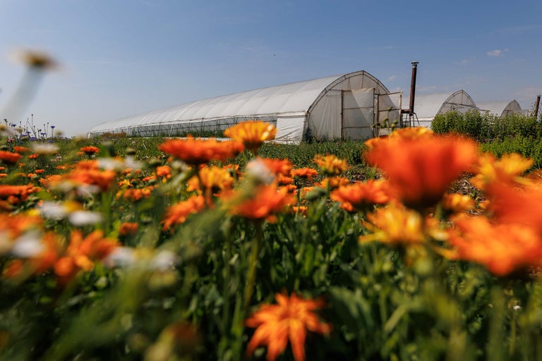 Sere cu folii albe în mijlocul unui câmp cu gălbenele portocalii și albe.