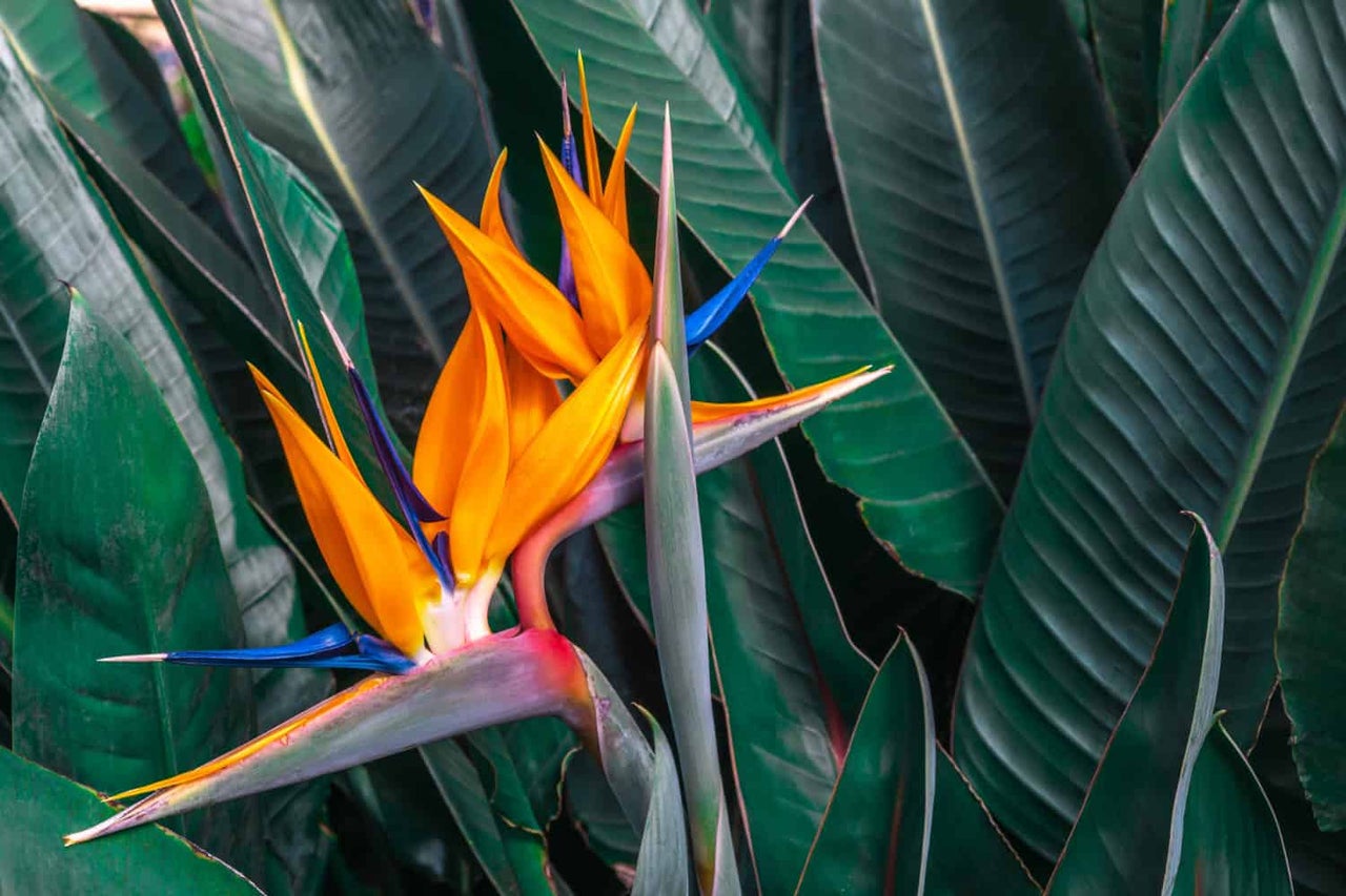 Floare pasărea paradisului cu frunze