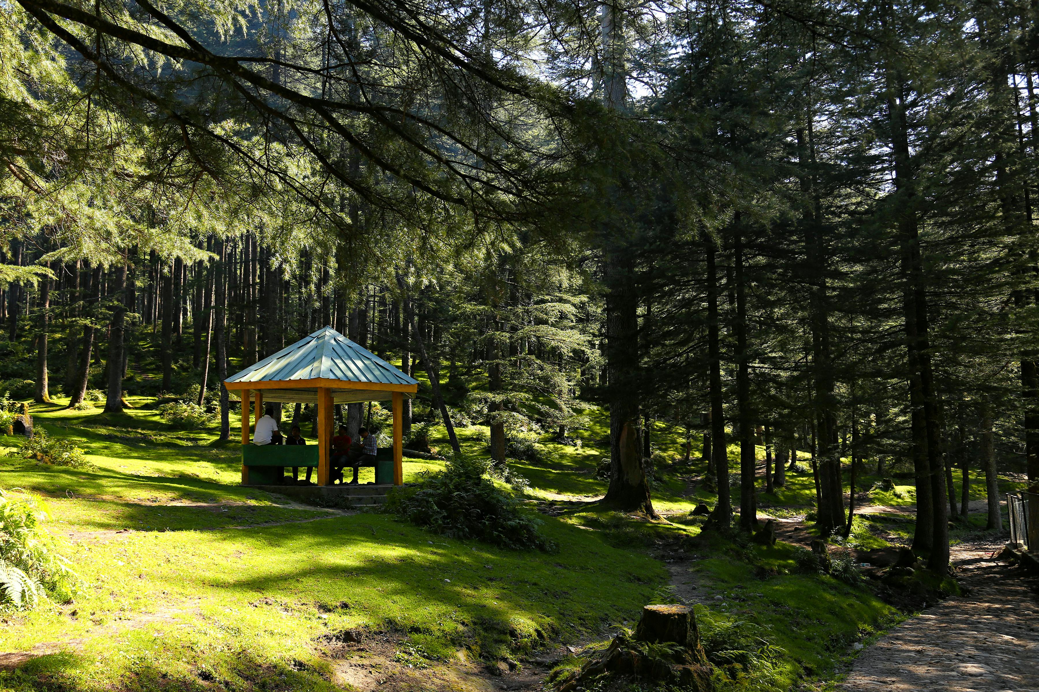 Scenă de pădure cu pavilion de lemn și potecă de drumeție