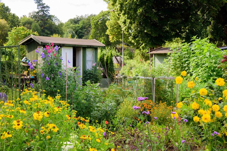 Grădină luxuriantă cu căsuțe de grădină verzi din lemn, flori galbene, violete și roz și vegetație densă.