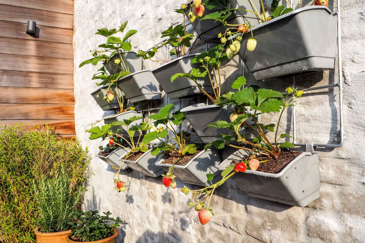 Sistem de grădină verticală cu ghivece din plastic gri pe un grătar metalic, plantat cu căpșuni, montat pe un perete de piatră.