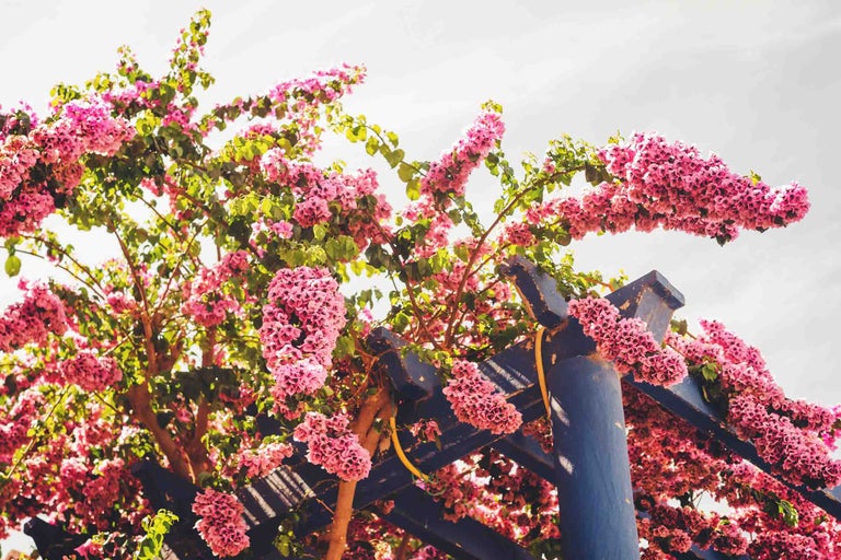Bougainvillea înflorită cu flori roz pe o pergolă din lemn albastru în grădină.