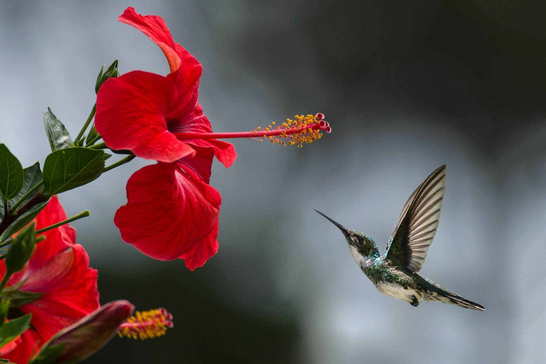 Pasăre colibri apropiindu-se de o floare roșie de hibiscus