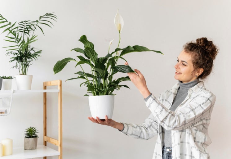 Femeie admirând planta de interior Crin de pace în ghiveci alb