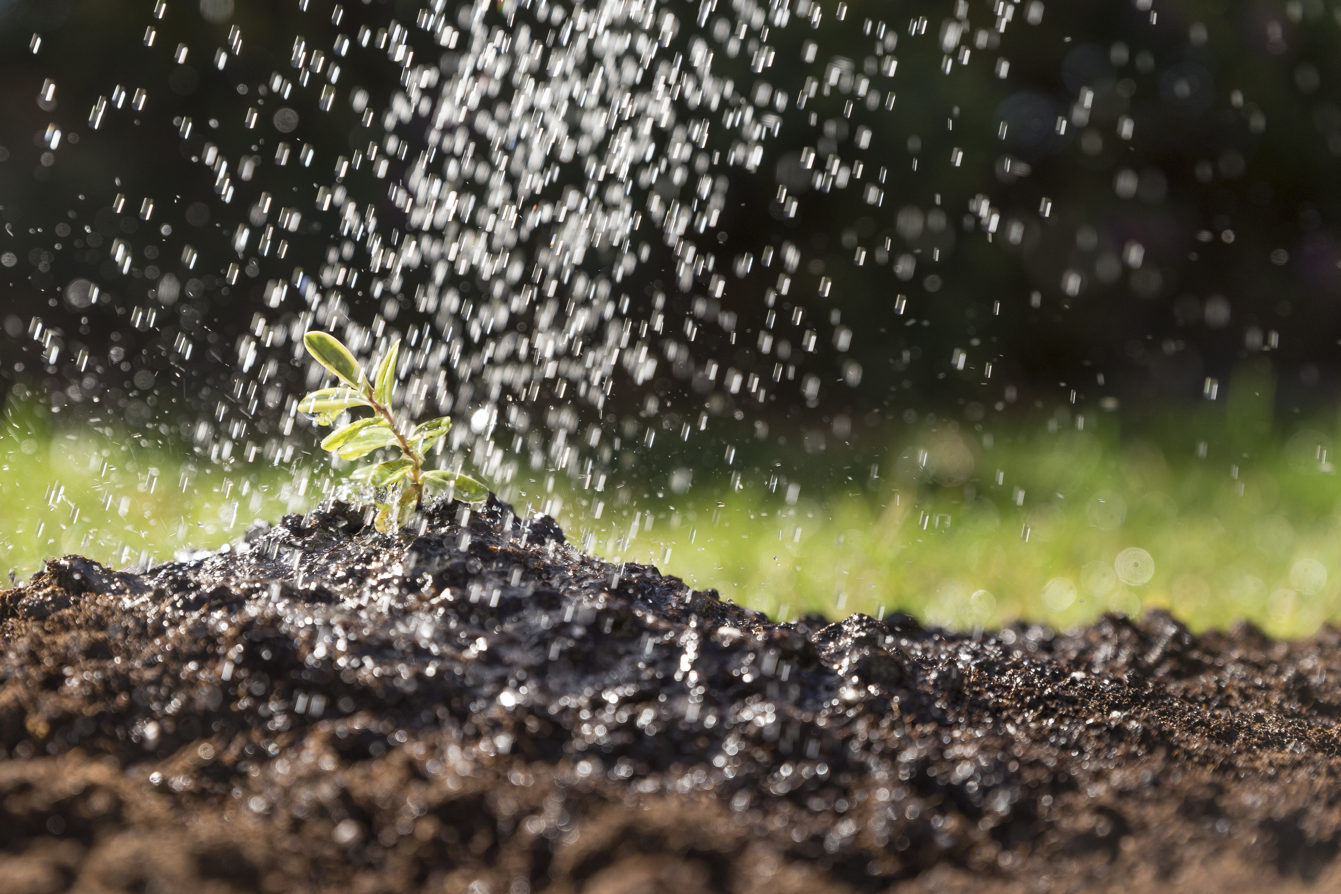 Udarea unei plante tinere în sol