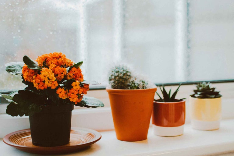 Plante decorative de interior în ghivece pe un pervaz