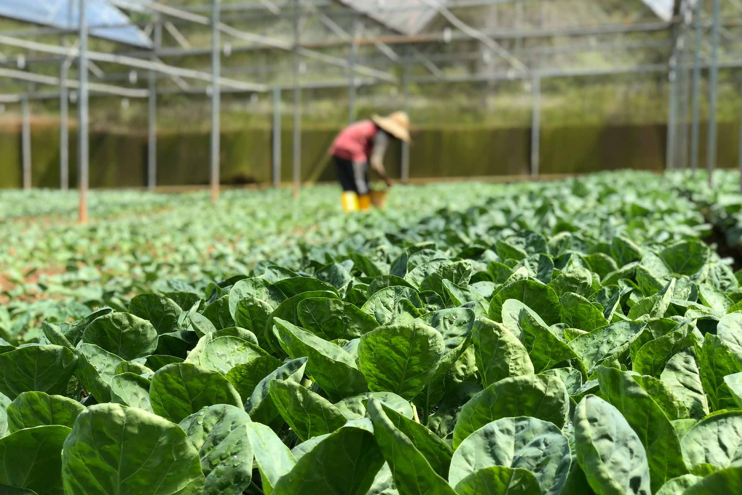 Cultivarea legumelor în seră cu ajutor la recoltare