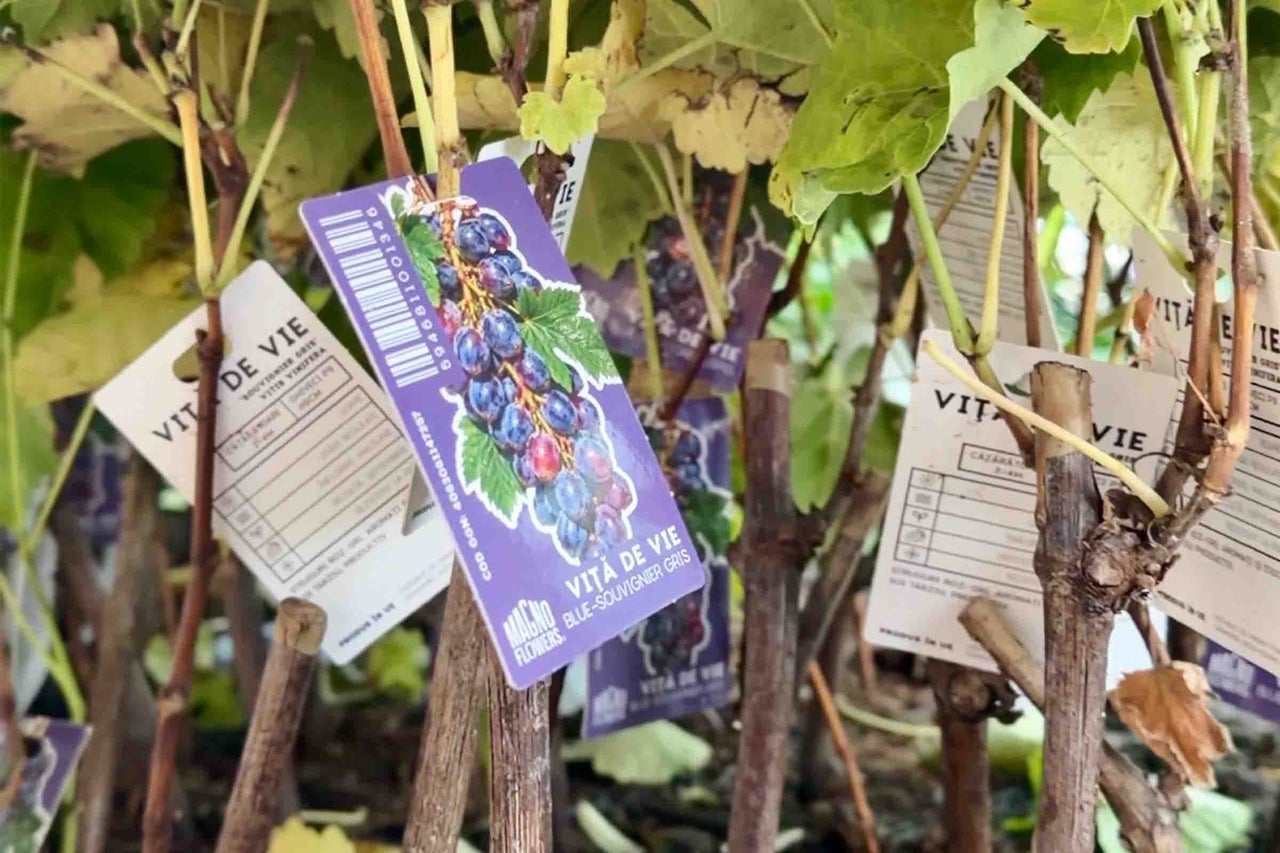 Butași de viță de vie Vitis Vinifera Souvignier Gris cu etichetă și detalii produs