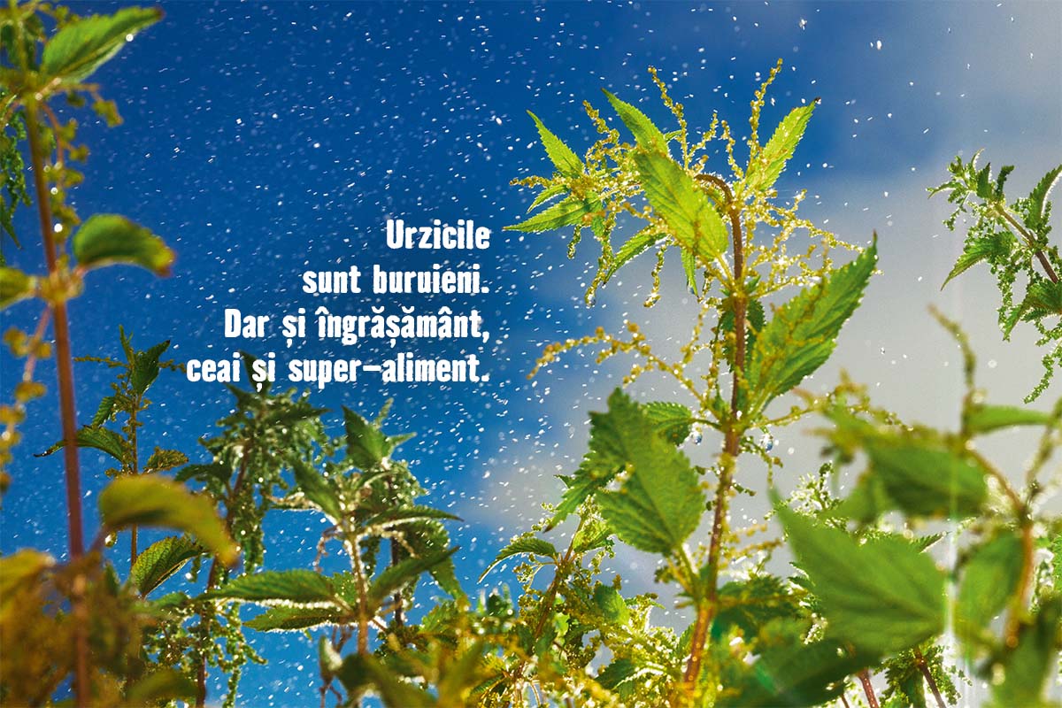 Prim-plan cu urzici pe cerul albastru